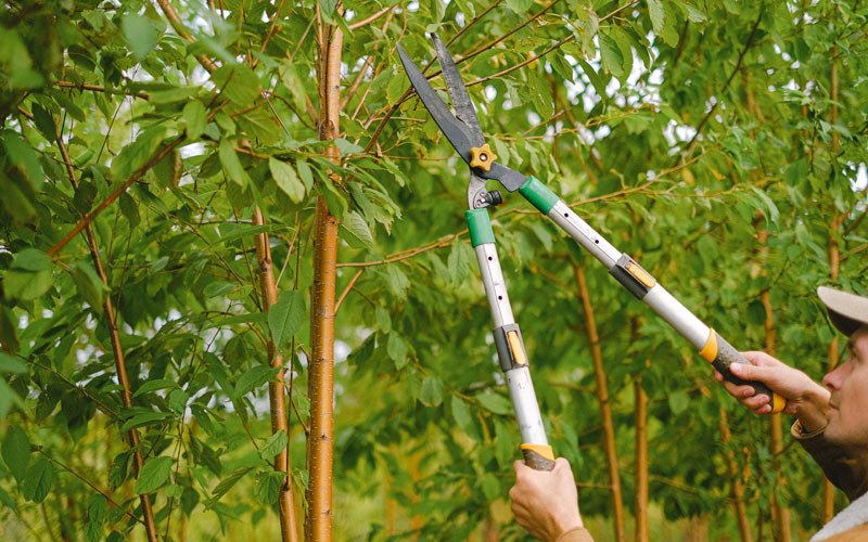 Tree trimming in New Meadows, ID